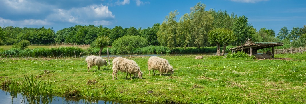 Schafe auf dem Land bei Oldenburg